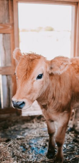 [2436x1125]牛 牛栏 牲畜 饲养 苹果手机壁纸图片