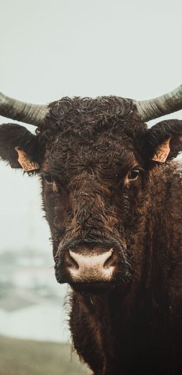 [2436x1125]牛 牛角 牲畜 黑 苹果手机壁纸图片