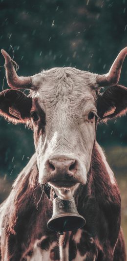 [2436x1125]牛 牛角 铃铛 领头牛 苹果手机壁纸图片