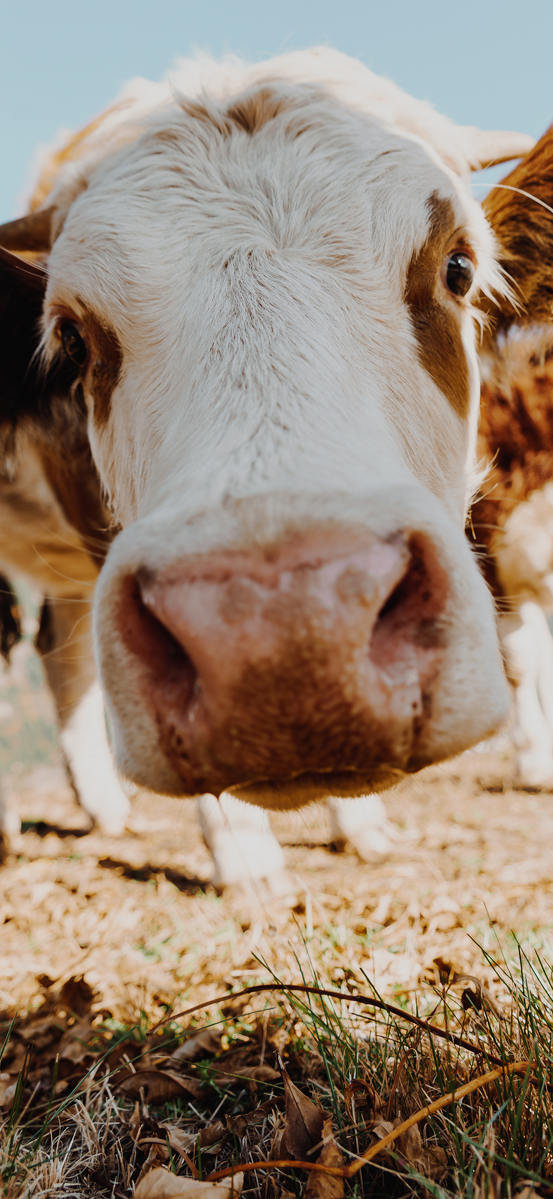 [2436×1125]牛 牲畜 大头 畜牧 苹果手机壁纸图片