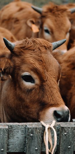 [2436x1125]牛 牲畜 牛角 饲养 苹果手机壁纸图片