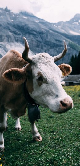 [2436x1125]牛 牲畜 牧场 草原 苹果手机壁纸图片