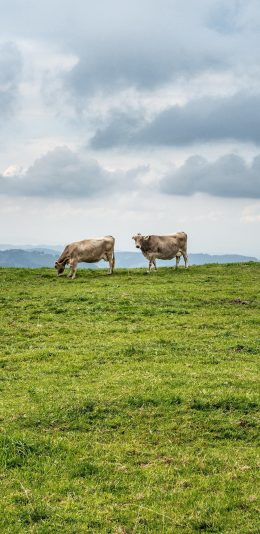 [2436x1125]牛 畜牧 养殖 牲畜 草原 苹果手机壁纸图片