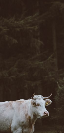 [2436x1125]牛 白色 牛角 呆萌 苹果手机壁纸图片