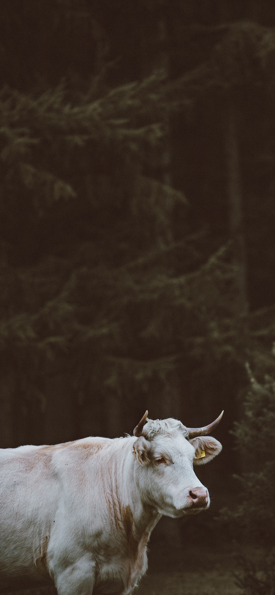 [2436×1125]牛 白色 牛角 呆萌 苹果手机壁纸图片
