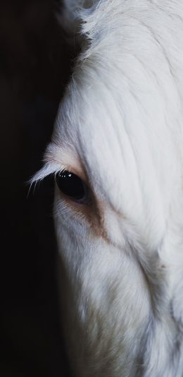 [2436x1125]牛 眼睛 黑白 特写 苹果手机壁纸图片