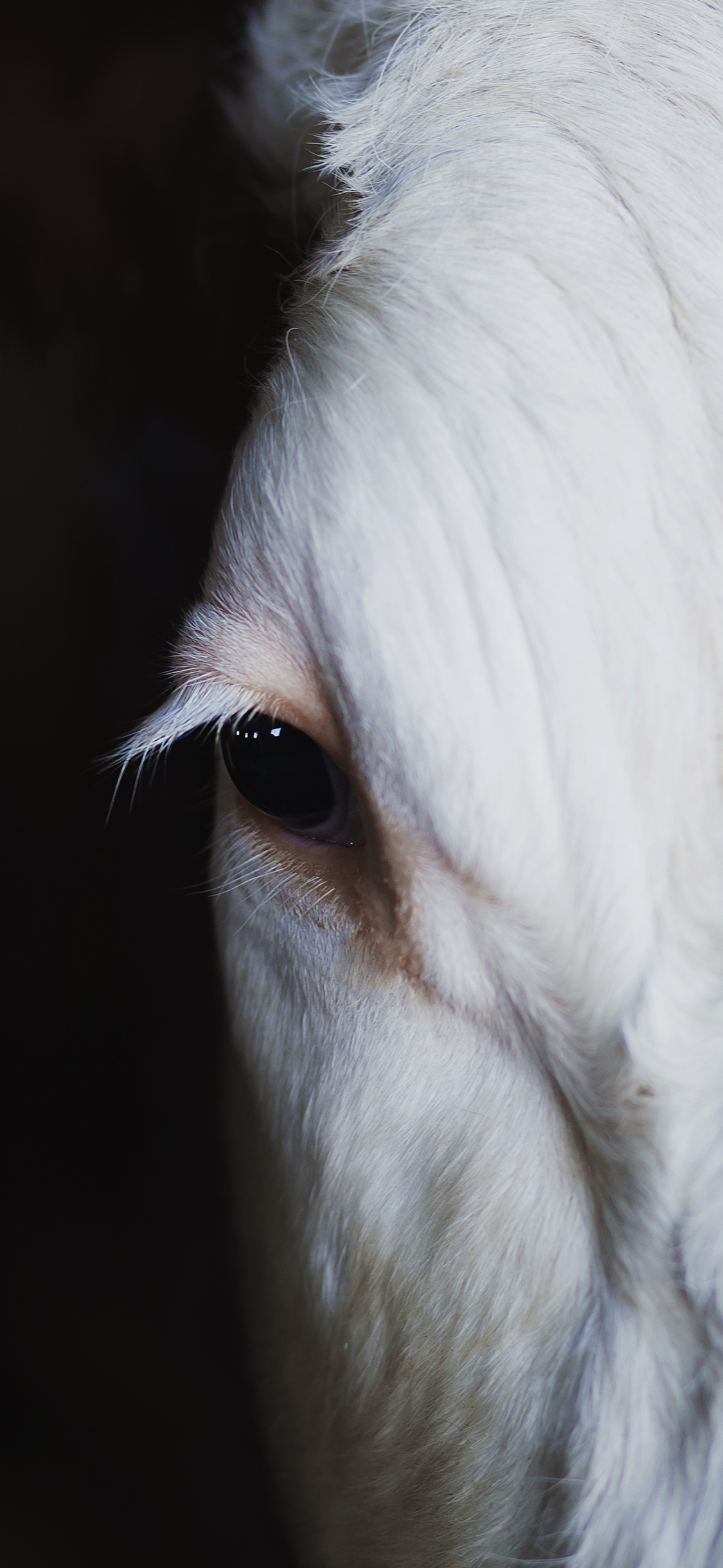 [2436×1125]牛 眼睛 黑白 特写 苹果手机壁纸图片