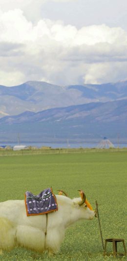 [2436x1125]牛 草原 畜牧 养殖 牲畜 苹果手机壁纸图片