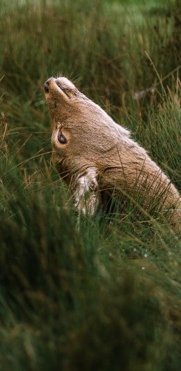[2436x1125]牛 草地 仰头 仰望 苹果手机壁纸图片