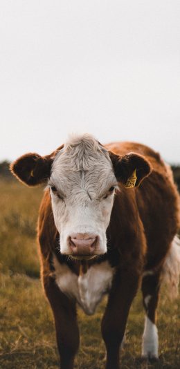 [2436x1125]牛 草地 户外 牛羔 苹果手机壁纸图片