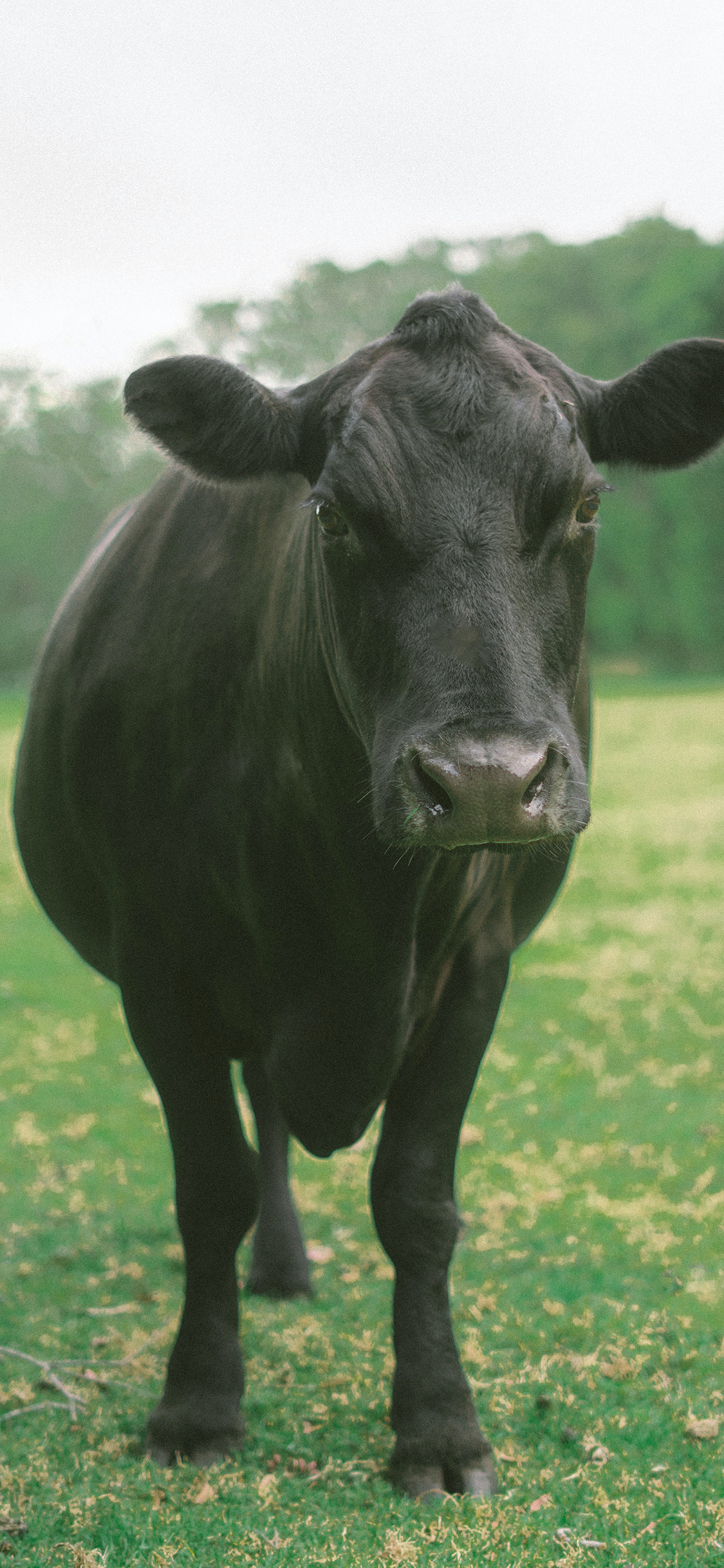 [2436×1125]牛 草地 牲畜 野外 苹果手机壁纸图片