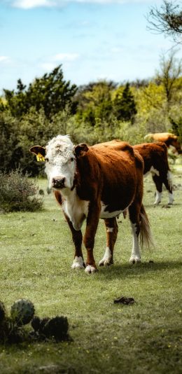 [2436x1125]牛 草地 饲养 奶牛 苹果手机壁纸图片