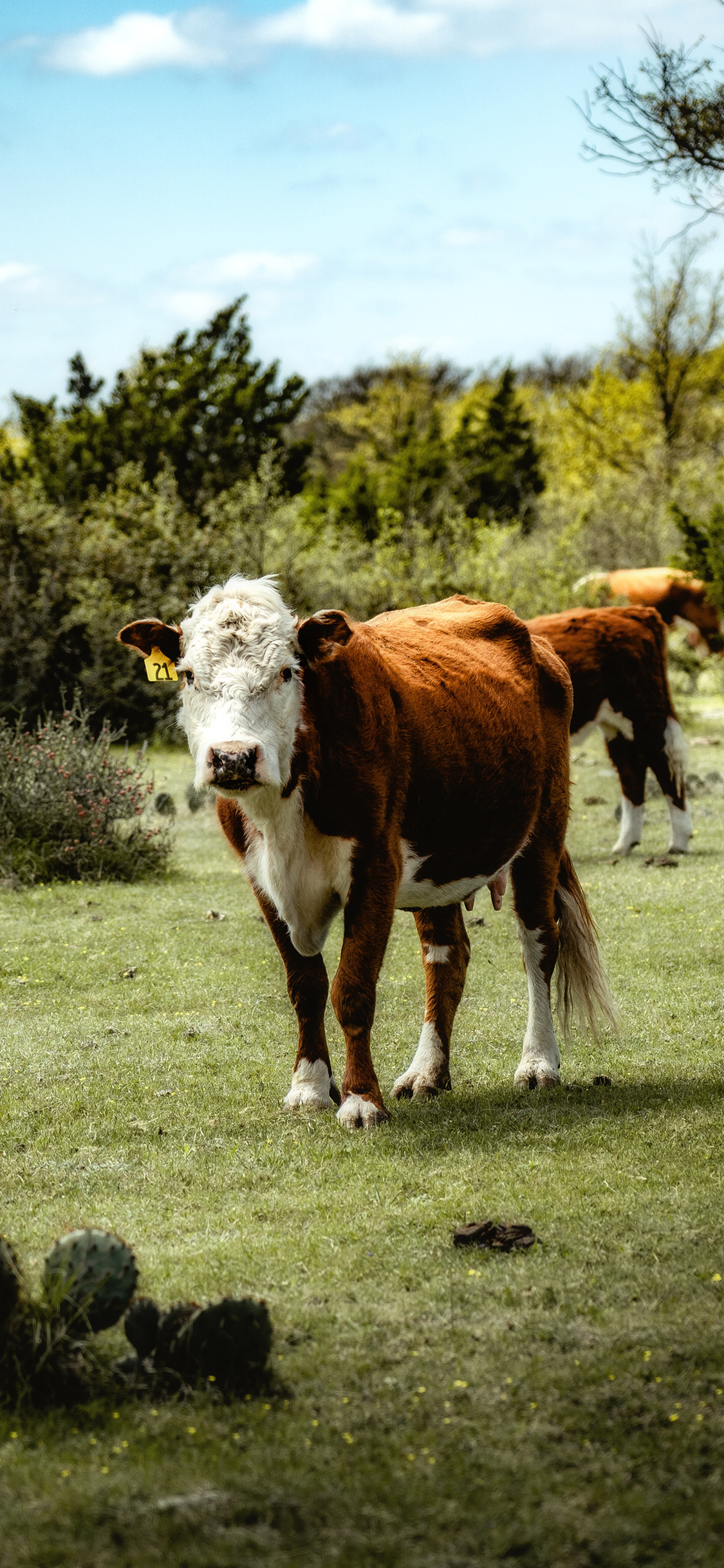 [2436×1125]牛 草地 饲养 奶牛 苹果手机壁纸图片