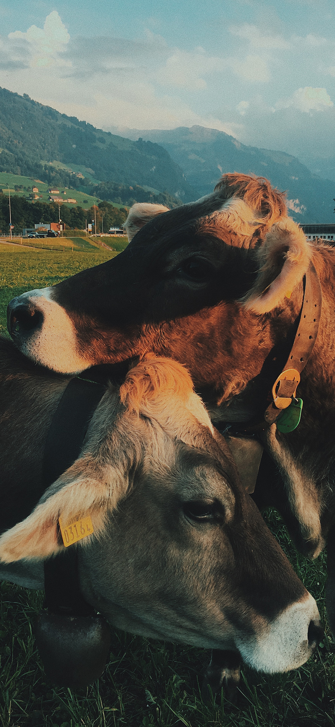 [2436×1125]牛 草地 饲养 牲畜 苹果手机壁纸图片