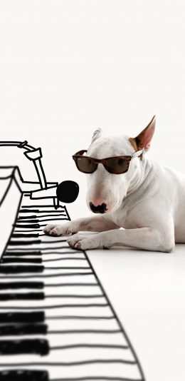[2436x1125]牛头梗 犬 狗 墨镜 汪星人 宠物 钢琴 苹果手机壁纸图片