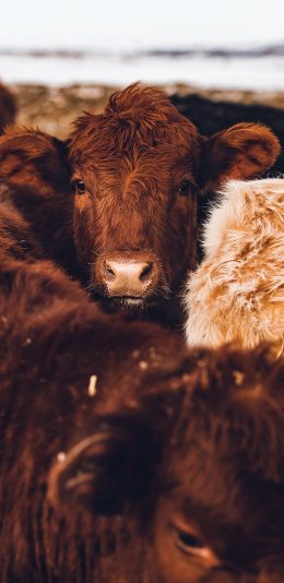 [2436x1125]牛群 牦牛 棕色 毛发 苹果手机壁纸图片