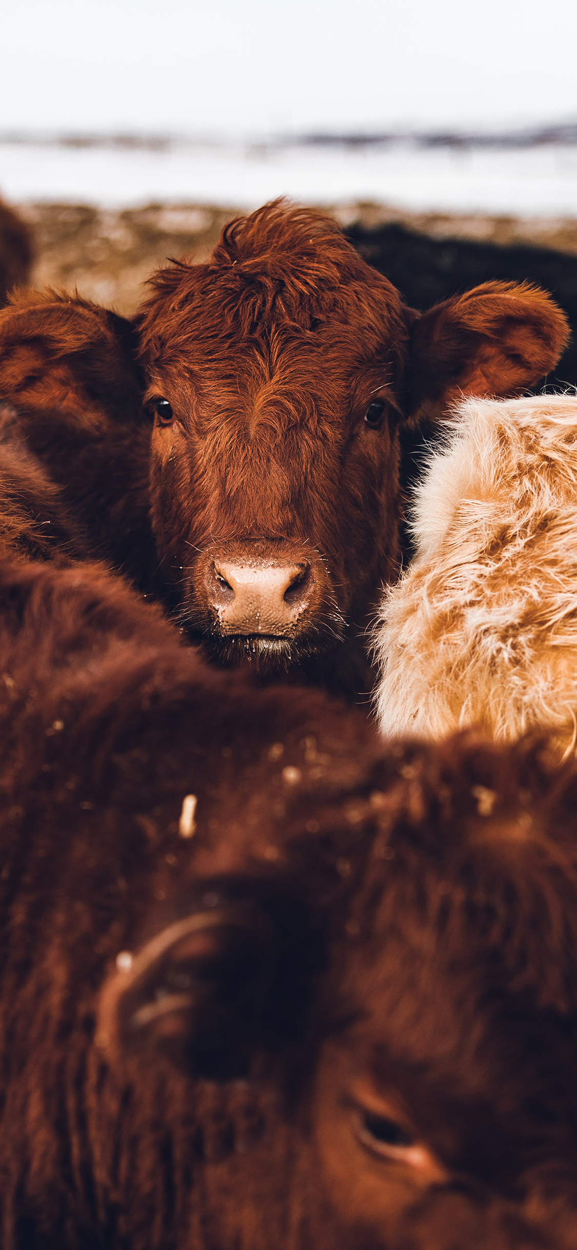 [2436×1125]牛群 牦牛 棕色 毛发 苹果手机壁纸图片