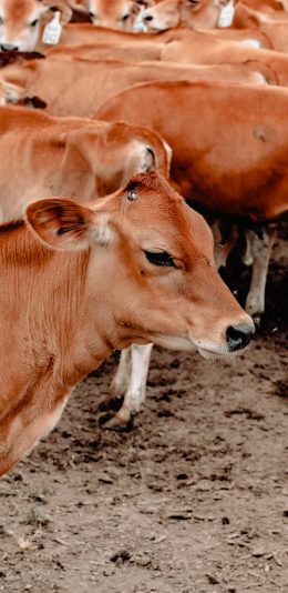 [2436x1125]牛群 饲养 牛 牲畜 苹果手机壁纸图片