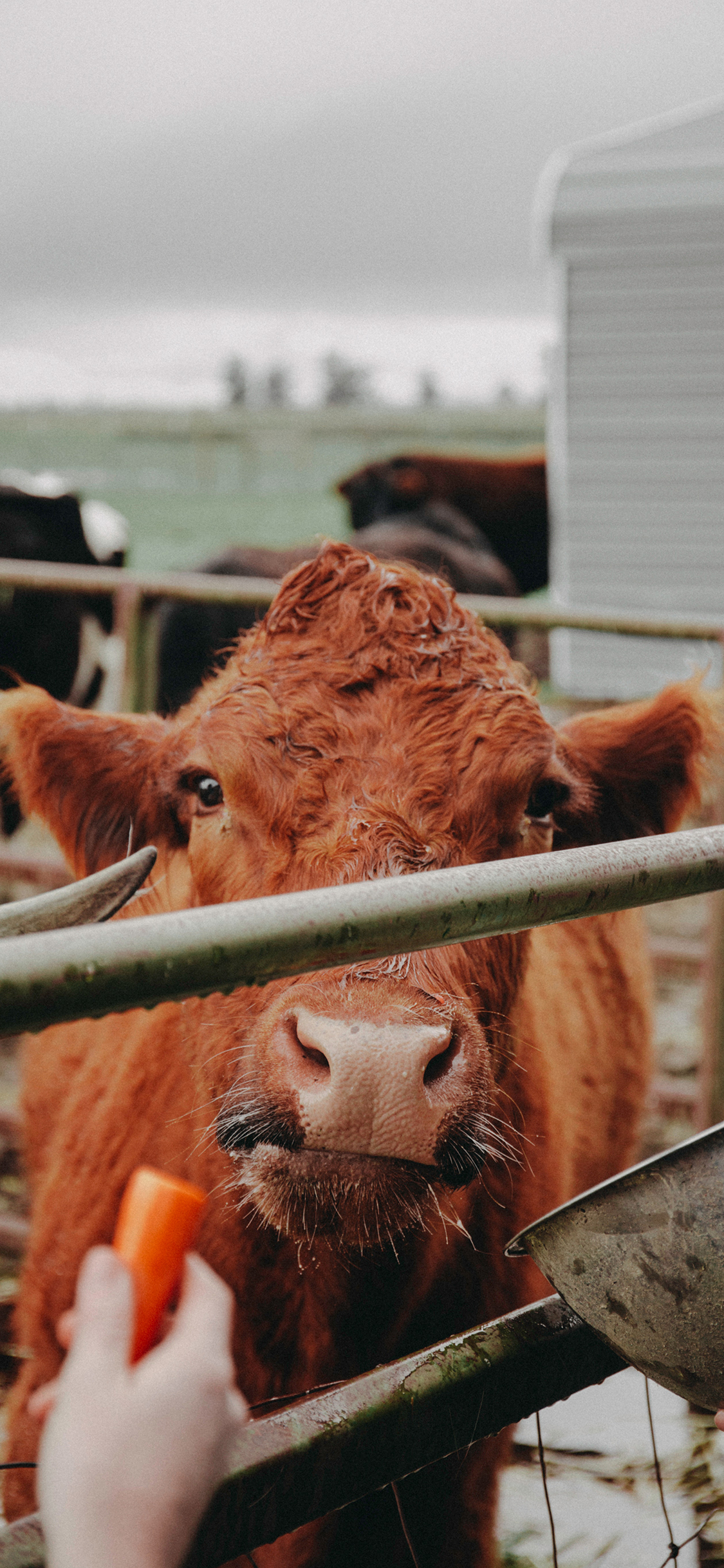 [2436×1125]牦牛 家畜 喂养 胡萝卜 苹果手机壁纸图片
