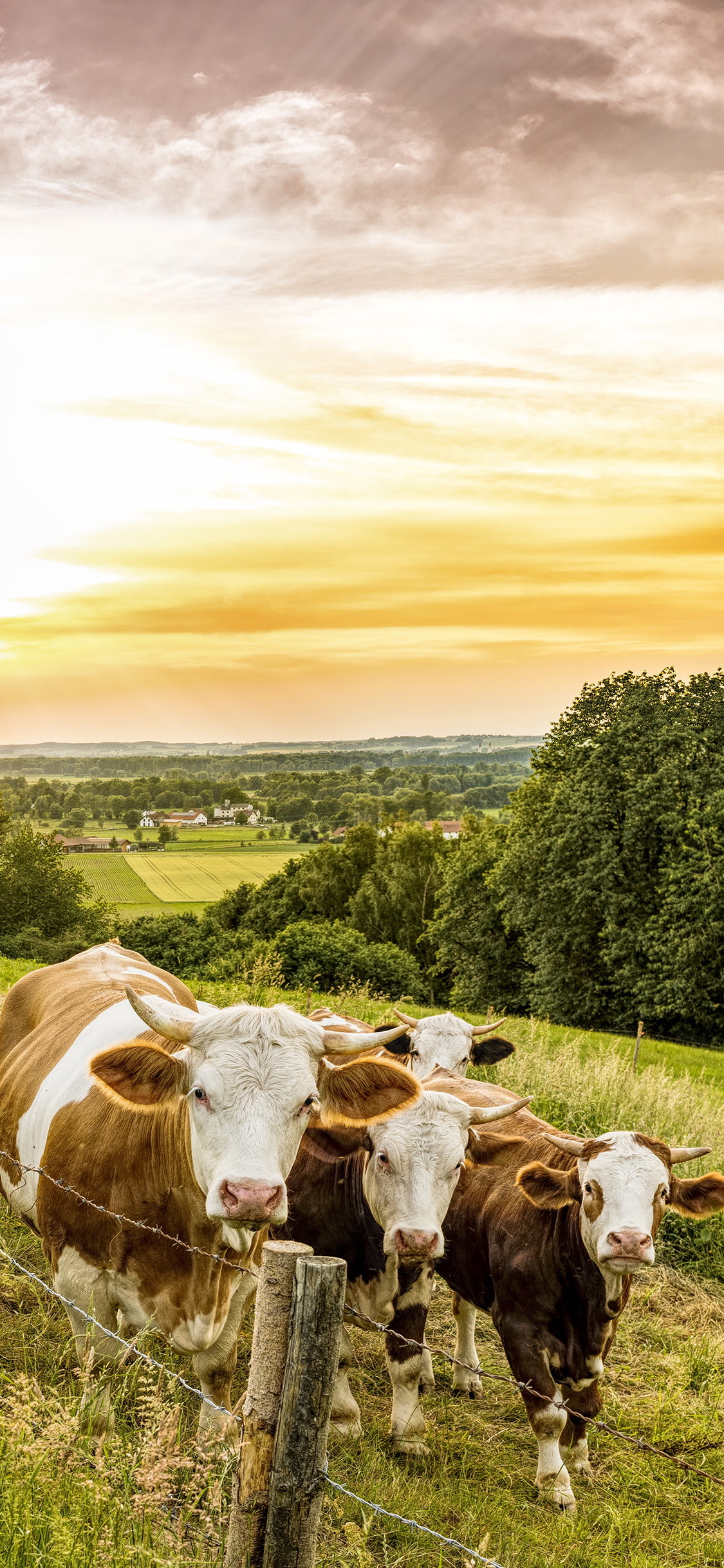[2436×1125]牧场 牛 牲畜 畜牧 草原 苹果手机壁纸图片
