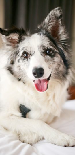 [2436x1125]牧羊犬 可爱 乖巧 宠物狗 苹果手机壁纸图片