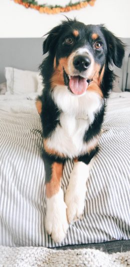 [2436x1125]牧羊犬 大床 宠物 可爱 苹果手机壁纸图片