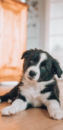 [2436x1125]牧羊犬 宠物 地板 狗 苹果手机壁纸图片