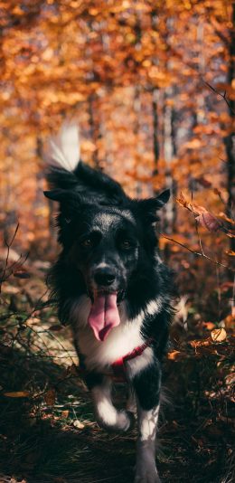 [2436x1125]牧羊犬 宠物 树林 秋季 狗 苹果手机壁纸图片