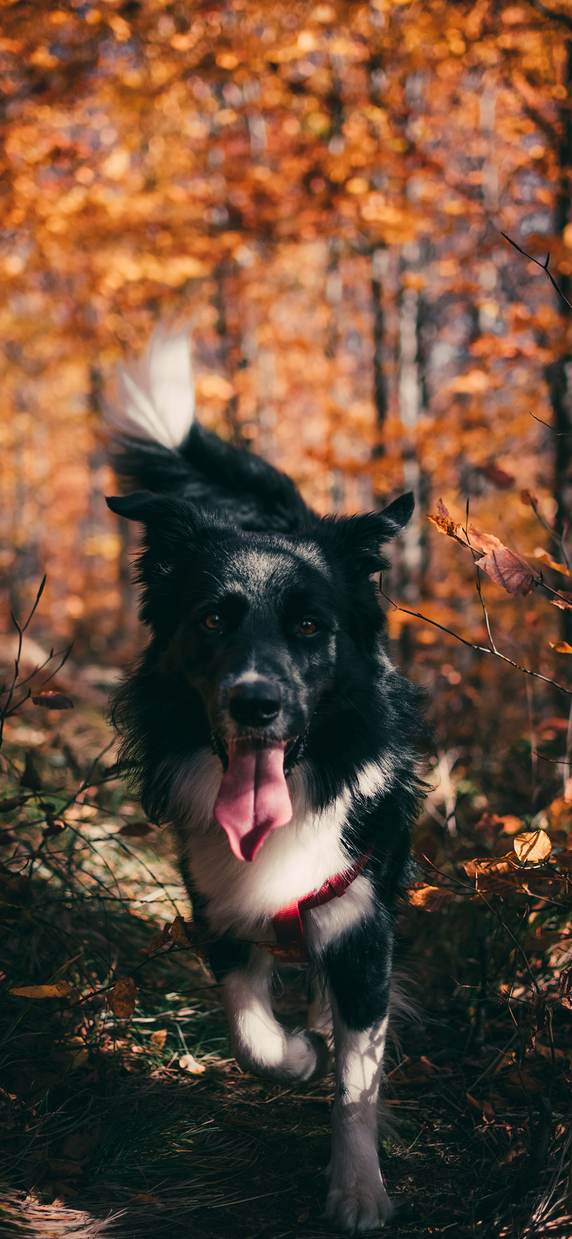 [2436×1125]牧羊犬 宠物 树林 秋季 狗 苹果手机壁纸图片