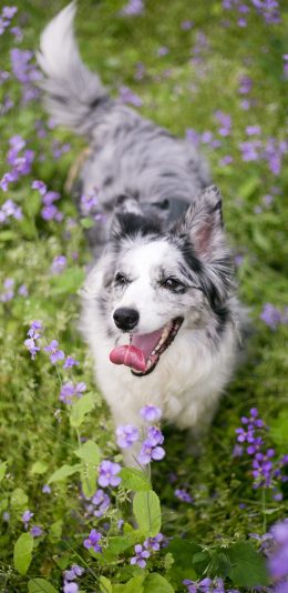 [2436x1125]牧羊犬 宠物 犬类 户外 花田 苹果手机壁纸图片