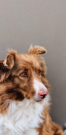 [2436x1125]牧羊犬 宠物 皮毛 犬类 苹果手机壁纸图片