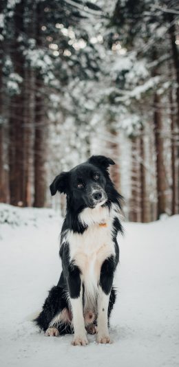 [2436x1125]牧羊犬 宠物 雪地 野外 树林 苹果手机壁纸图片