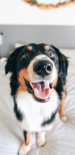 [2436x1125]牧羊犬 宠物 鼻子 可爱 苹果手机壁纸图片