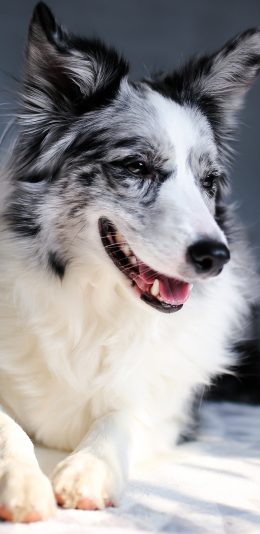 [2436x1125]牧羊犬 宠物狗 品种 苹果手机壁纸图片