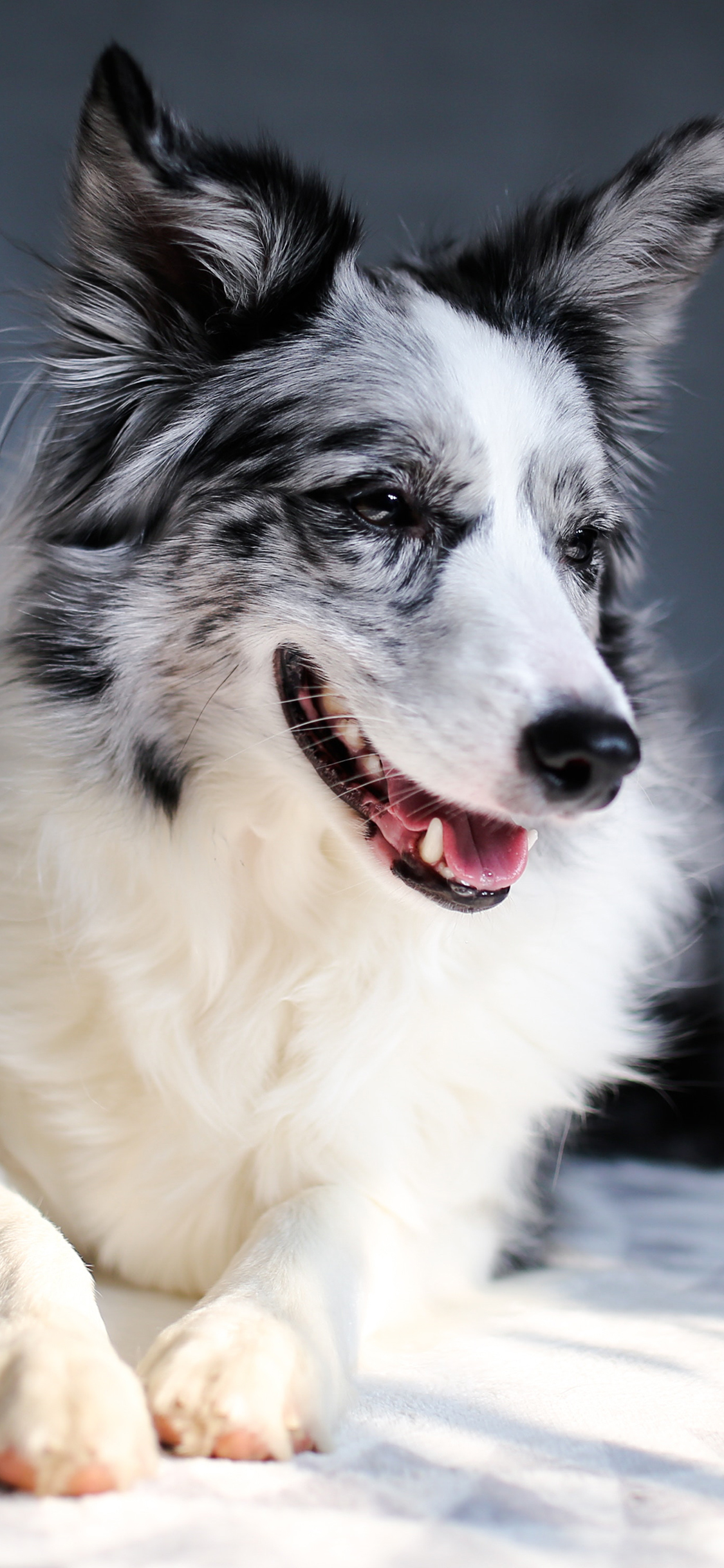 [2436×1125]牧羊犬 宠物狗 品种 苹果手机壁纸图片