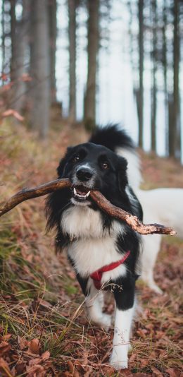 [2436x1125]牧羊犬 树枝 宠物狗 户外 苹果手机壁纸图片