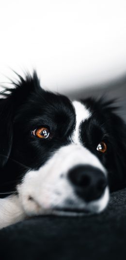 [2436x1125]牧羊犬 聪慧 色彩 黑白 苹果手机壁纸图片