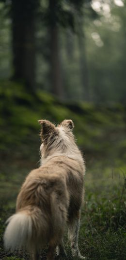 [2436x1125]牧羊犬 背影 狗 树林 苹果手机壁纸图片