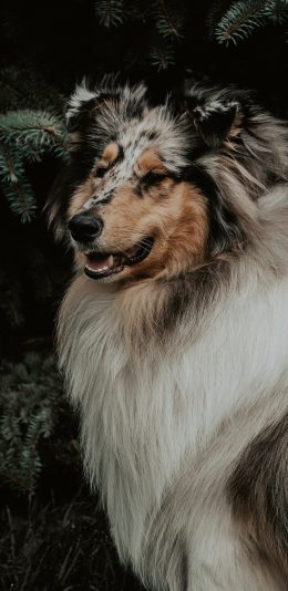 [2436x1125]牧羊犬 花色 皮毛 宠物 苹果手机壁纸图片