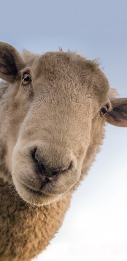 [2436x1125]牲畜 动物 可爱的羊 苹果手机壁纸图片