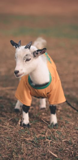 [2436x1125]牲畜 小羊 可爱 羚羊 苹果手机壁纸图片