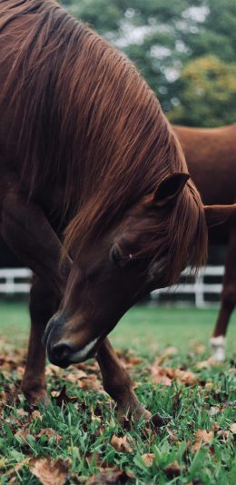 [2436x1125]牲畜 草地 马匹 落叶 苹果手机壁纸图片