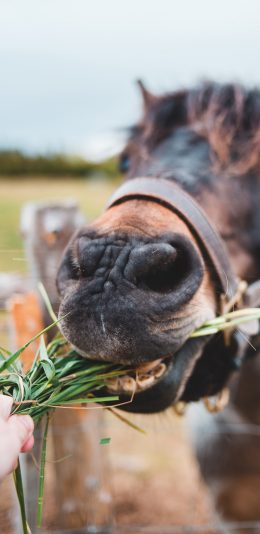 [2436x1125]牲畜 马匹 喂食 啃食 苹果手机壁纸图片