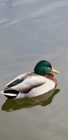 [2436x1125]牲畜 鸭子 水面 游荡 苹果手机壁纸图片