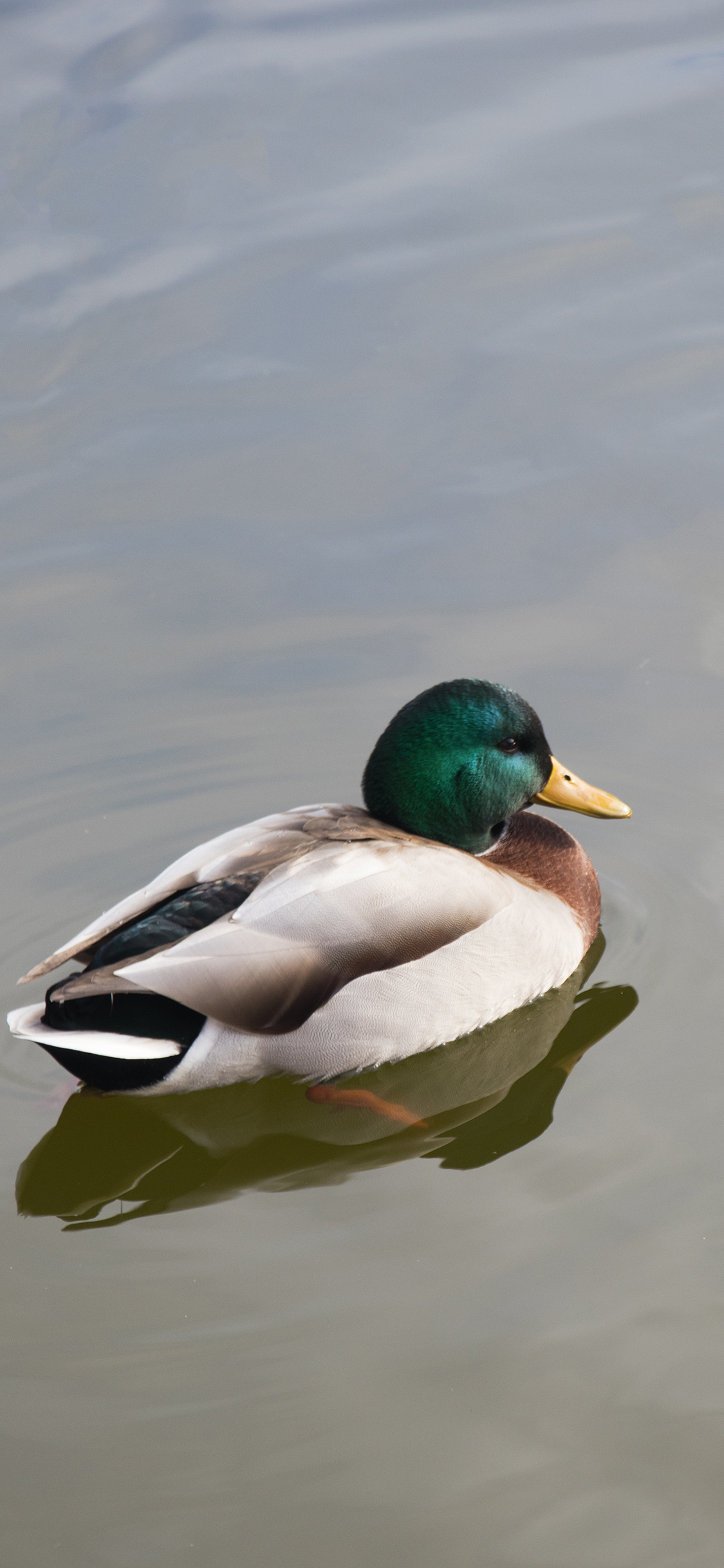 [2436×1125]牲畜 鸭子 水面 游荡 苹果手机壁纸图片