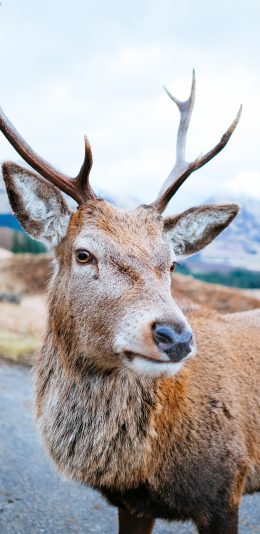 [2436x1125]牲畜 鹿 鹿角 道路 苹果手机壁纸图片