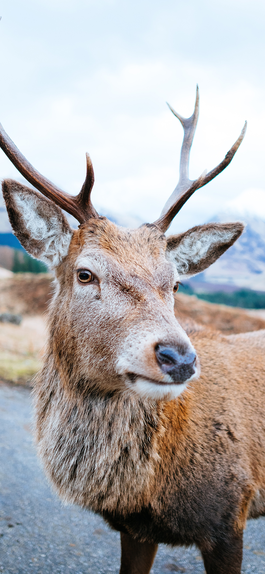 [2436×1125]牲畜 鹿 鹿角 道路 苹果手机壁纸图片