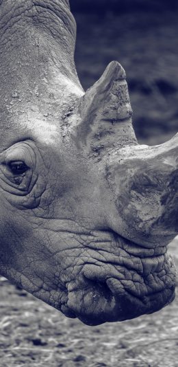 [2436x1125]犀牛 牛角 灰白  伤痕 苹果手机壁纸图片