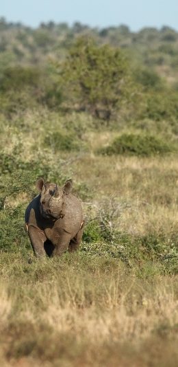 [2436x1125]犀牛 草地 野外 保护动物 苹果手机壁纸图片