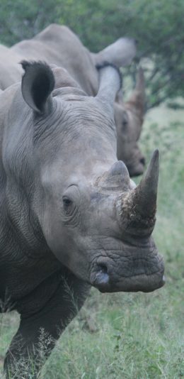 [2436x1125]犀牛 野外 双角 草地 苹果手机壁纸图片